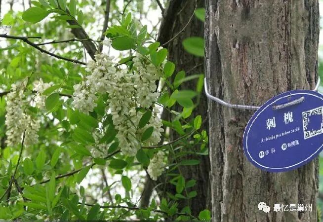 国槐与洋槐树的区别_洋槐好还是国槐好_洋槐和国槐哪个可以食用