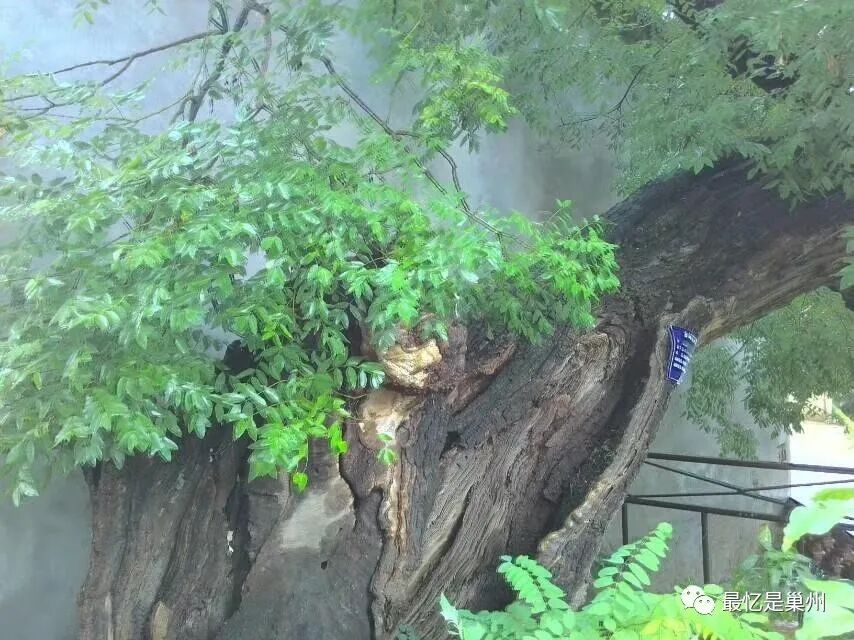 国槐与洋槐树的区别_洋槐好还是国槐好_洋槐和国槐哪个可以食用