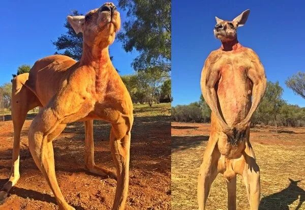 中国留学生在市区遭澳流浪汉袭击，被抓满脸血！叫嚣：要弄死中国人（组图） - 2