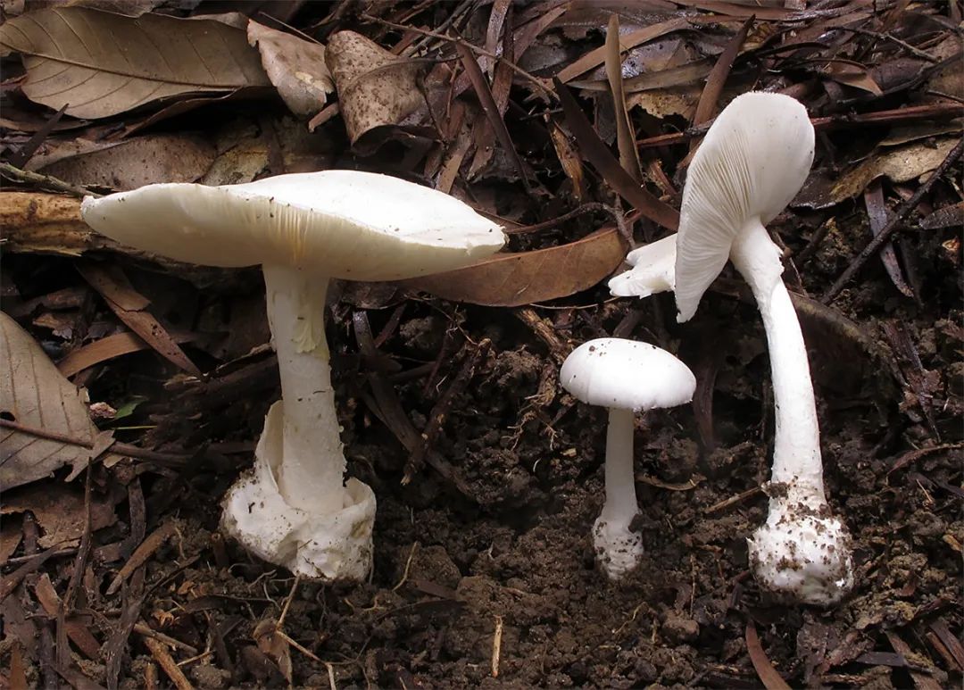 白色蘑菇大全名称图片图片