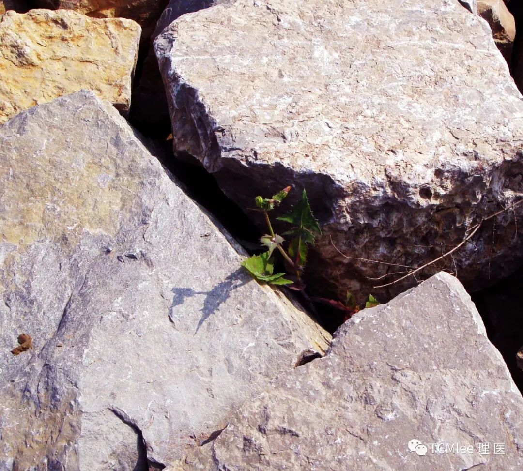 学懂小柴胡汤，这一个方子，你就可以拿中医打天下了！