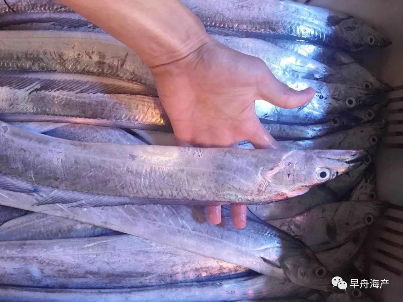 烟青地区的带鱼单体一般不超过一斤,眼睛也更小一些,在青岛我们更