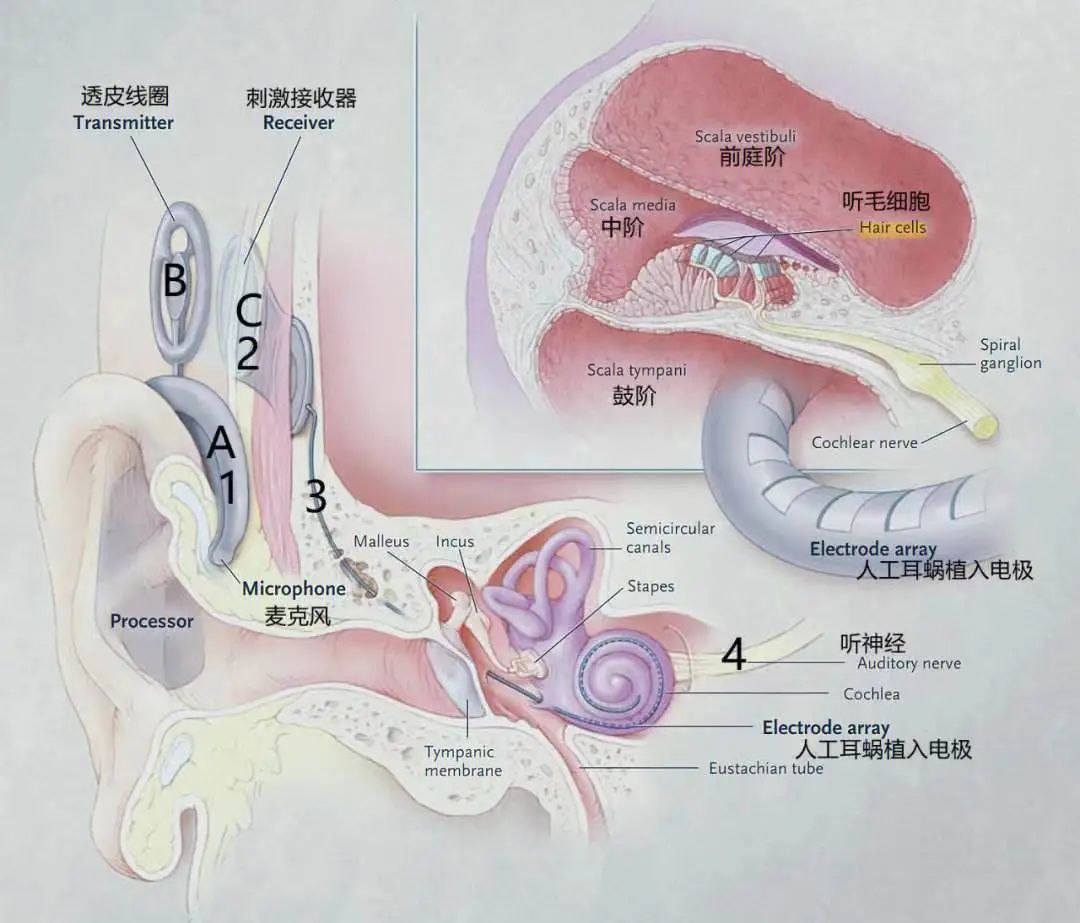 突触前膜图片图片