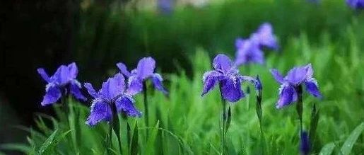 The Wild Iris 野鸢尾