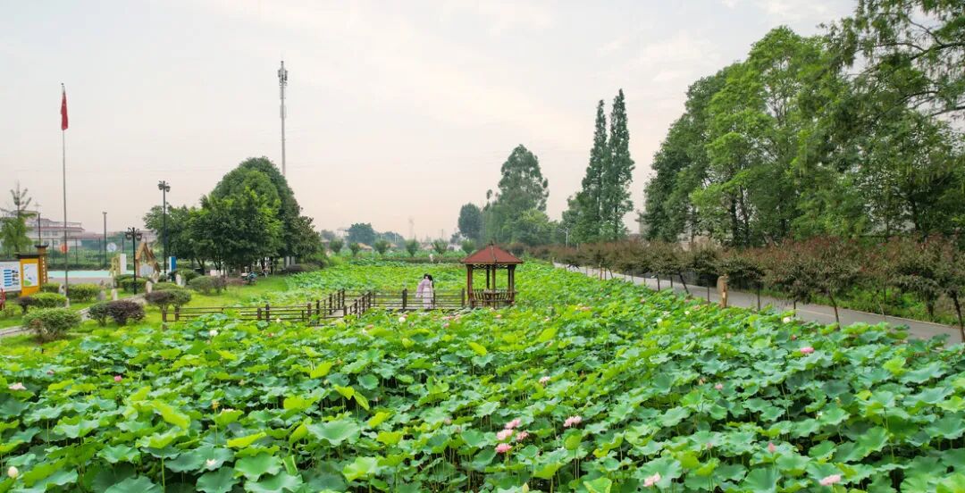 开了!好美!走,去眉山这里赏荷