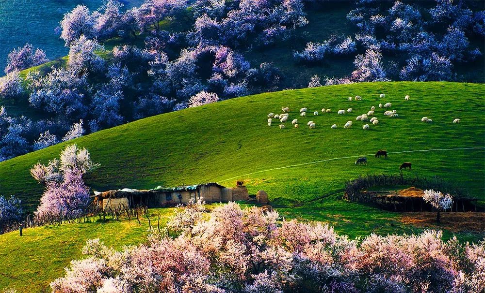 新疆春天风景图片图片