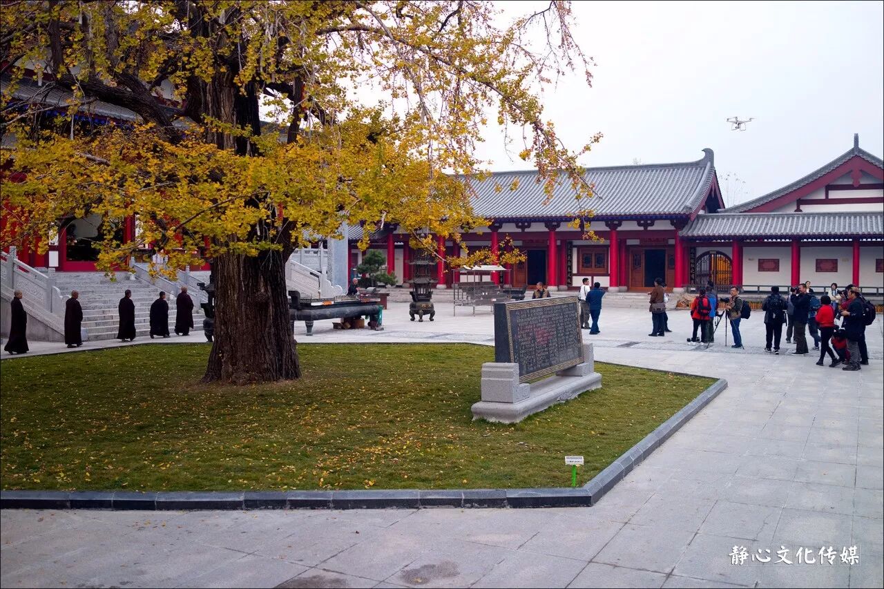 邳州又一银杏观赏地，到了最美的时刻！