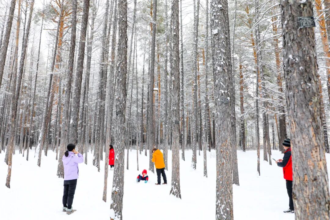 游客在黑龙江大兴安岭打起了雪仗