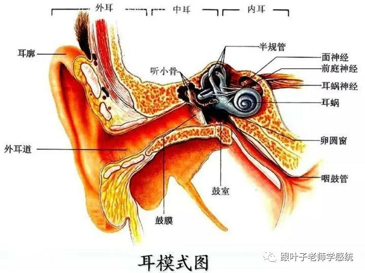 孩子明明在看電視的時候很專注,一坐就是小半天,為什麼一寫作業,一