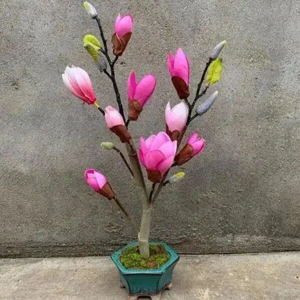 家门口空荡荡的 种棵吉祥树 满树开花颜值高 还能镇宅寓意好 全网搜