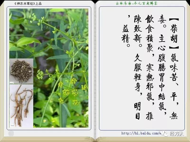 小柴胡汤的临床应用