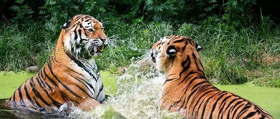 玩家批评猛于虎？你可能只是不知道这些案例