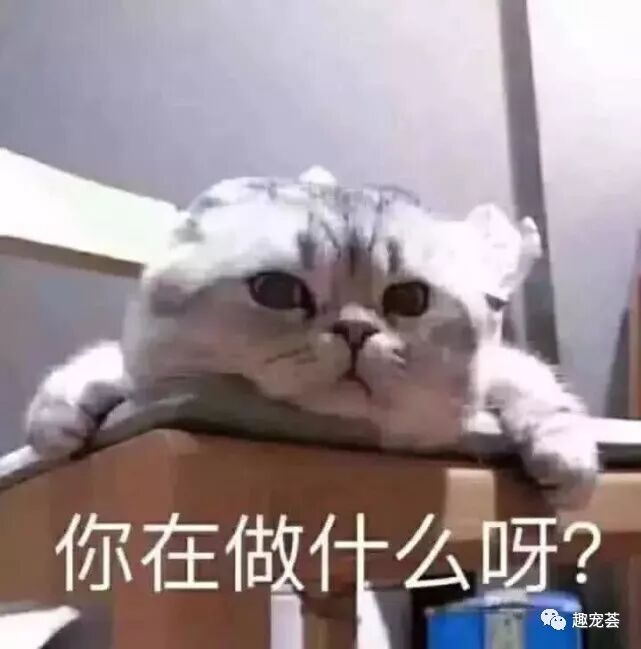 敲可爱小奶猫表情包 每吃一次山竹 就会有一只猫咪失去白手套 趣宠荟 微信公众号文章阅读 Wemp