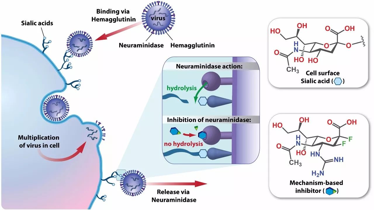 在流感大爆发时发挥巨大作用的新型抗病毒药物的神经氨酸酶抑制剂的副