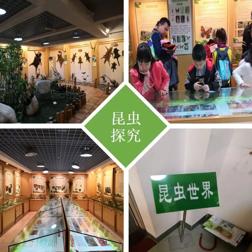 琥珀昆虫记之亲子diy探究琥珀的前世今生