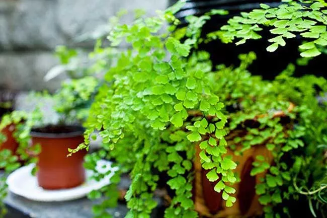 活百科丨新房装修除污染，最该放的几种植物！