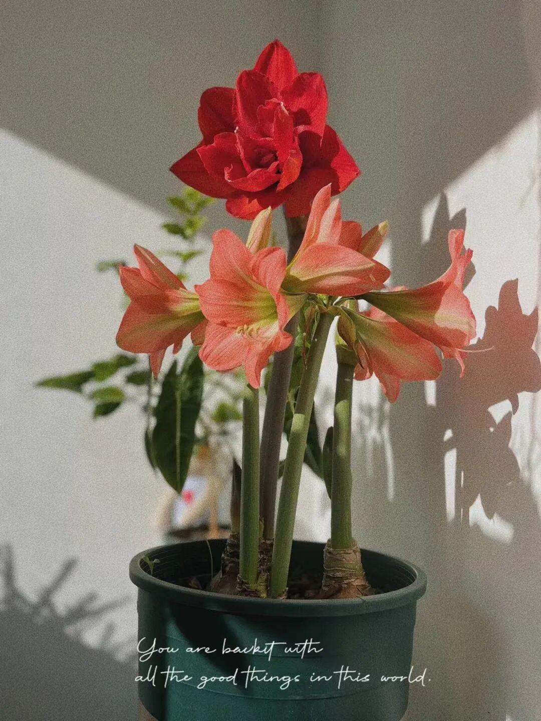 朱顶红秋天种植方法，新手种植步骤