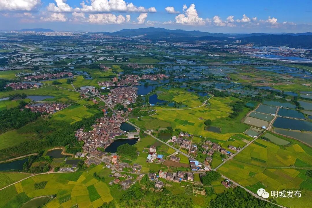 在佛山市和高明区的统一部署下,明城镇积极开展全面,深入,彻底的农村