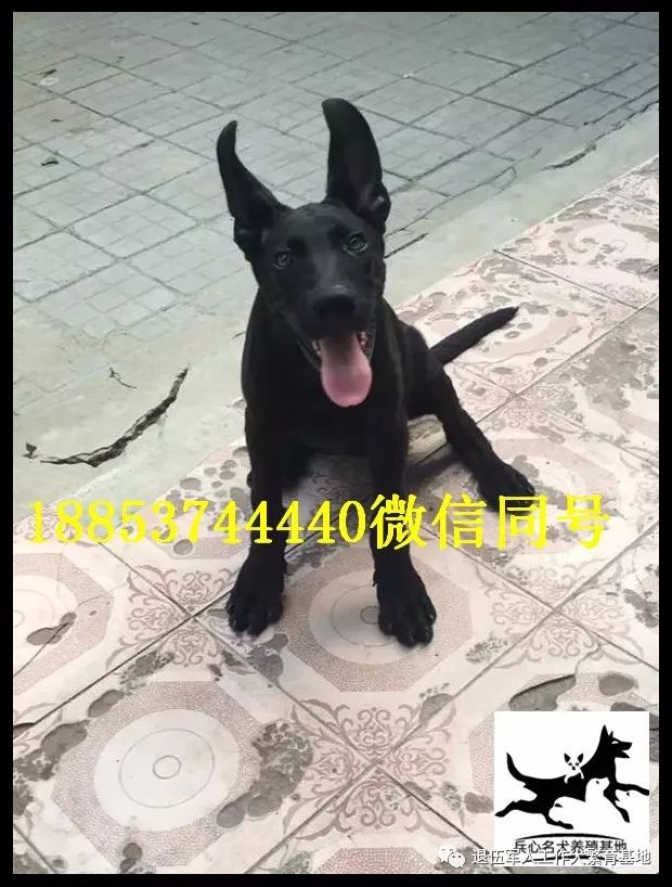 黑狼犬价格纯种德国牧羊犬价格多少钱 退伍军人工作犬繁育基地 微信公众号文章阅读 Wemp