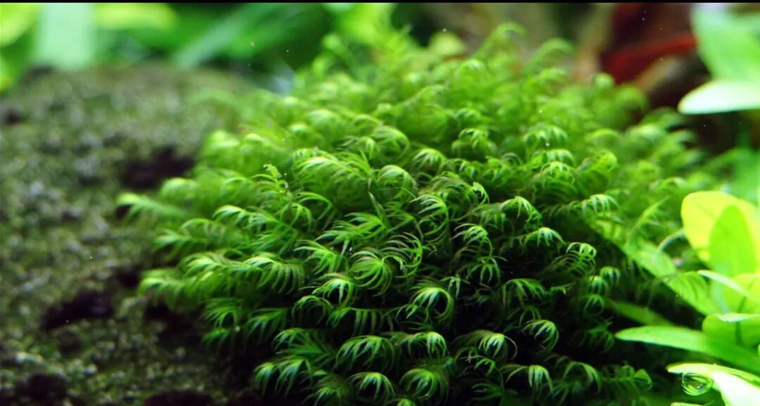 凤尾苔 水草中的凤凰羽毛 水草微世界 微信公众号文章阅读 Wemp
