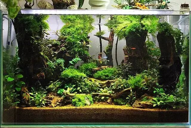 漂亮的草缸 精心维护才能维持美景 观赏鱼和水草造景 微信公众号文章阅读 Wemp