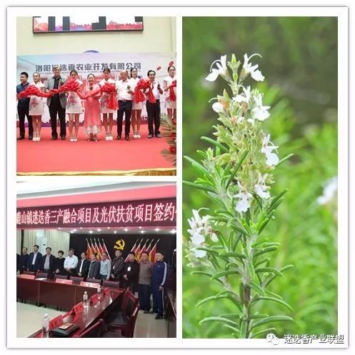 熱烈慶祝公司與洛陽鳳翔農業科技有限公司簽訂戰略合作協議公司動態-洛陽迷迭香農業開發有限公司 熱烈慶祝公司與洛陽鳳翔農業科技有限公司簽訂戰略合作協議公司動態-洛陽迷迭香農業開發有限公司