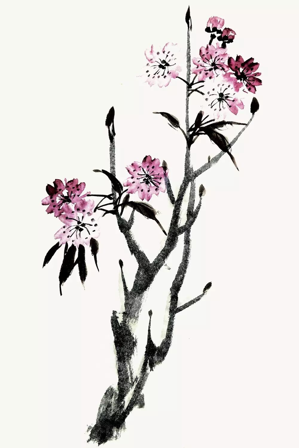 【中国书画报书画课堂】 国画技法讲座·半工半写花鸟画技法(二)