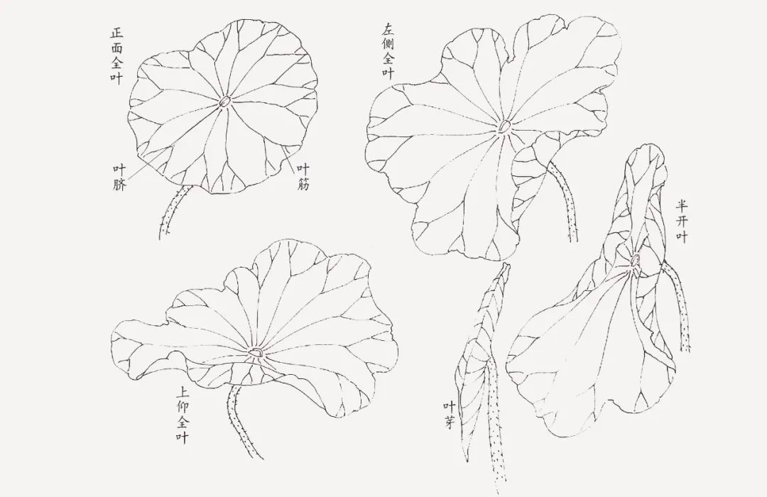 荷花分解结构图组成图片