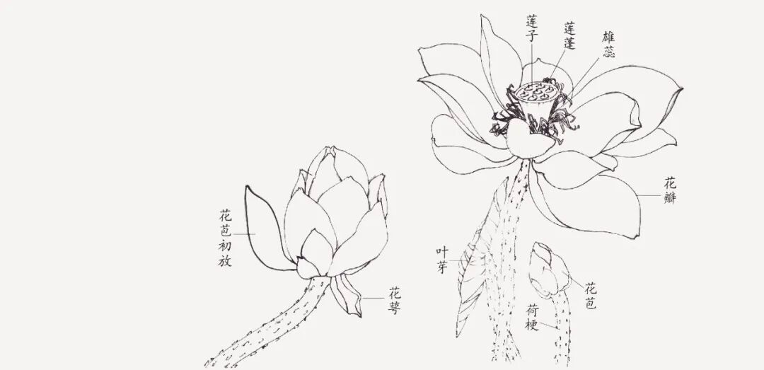 国画技法写意荷花国画技法