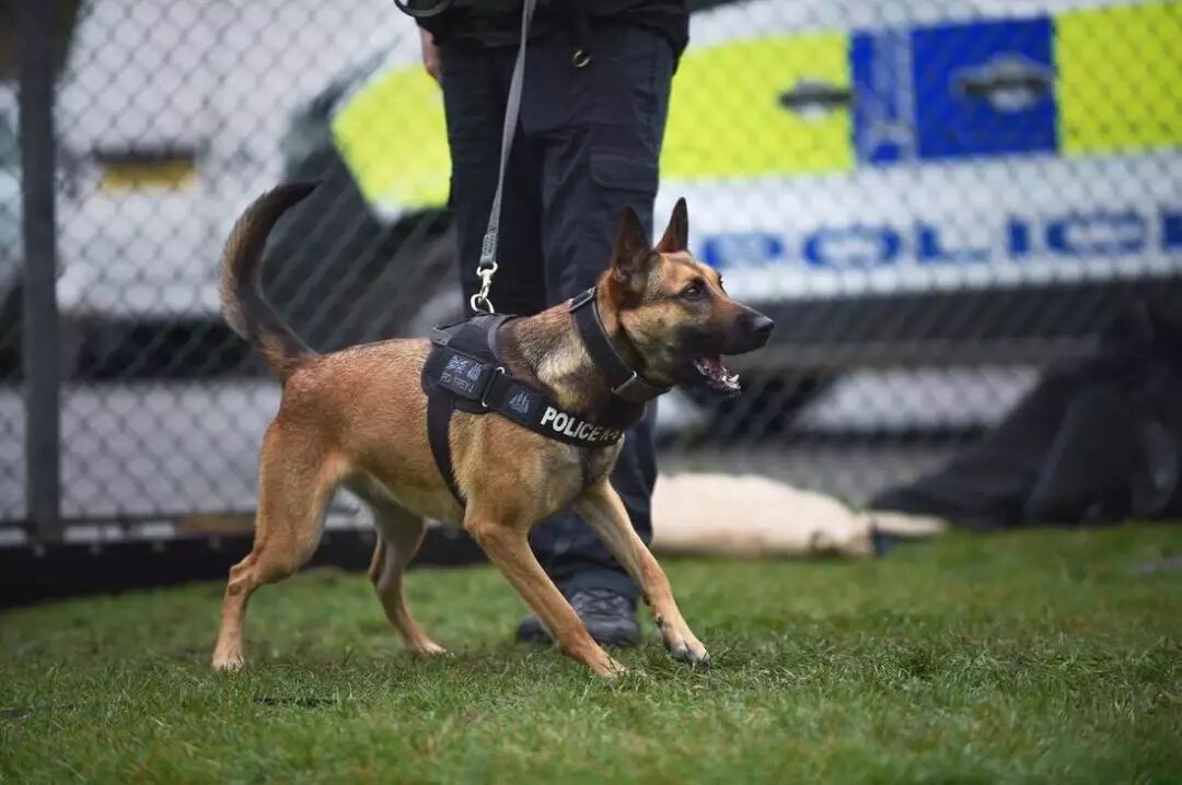 为什么英国警犬一退役,就要立马实行安乐死?原因却让大家捏把汗-友友