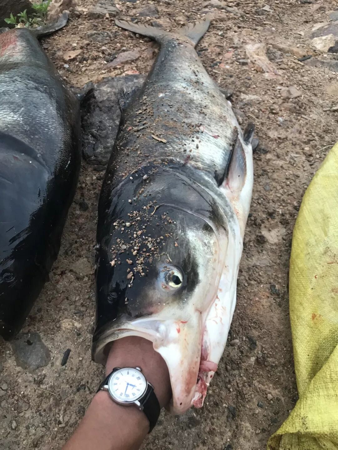 化氏鱼竿第二届化氏大物王丨快来选出你心中的鲢鳙高手吧