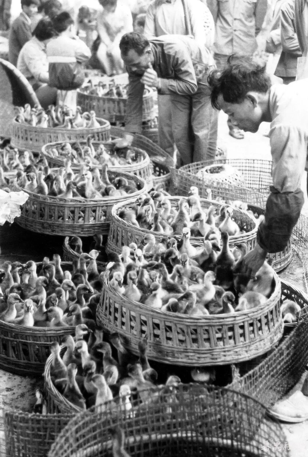 上世纪70年代末，番禺大岗墟。源自《番禺百年图鉴》