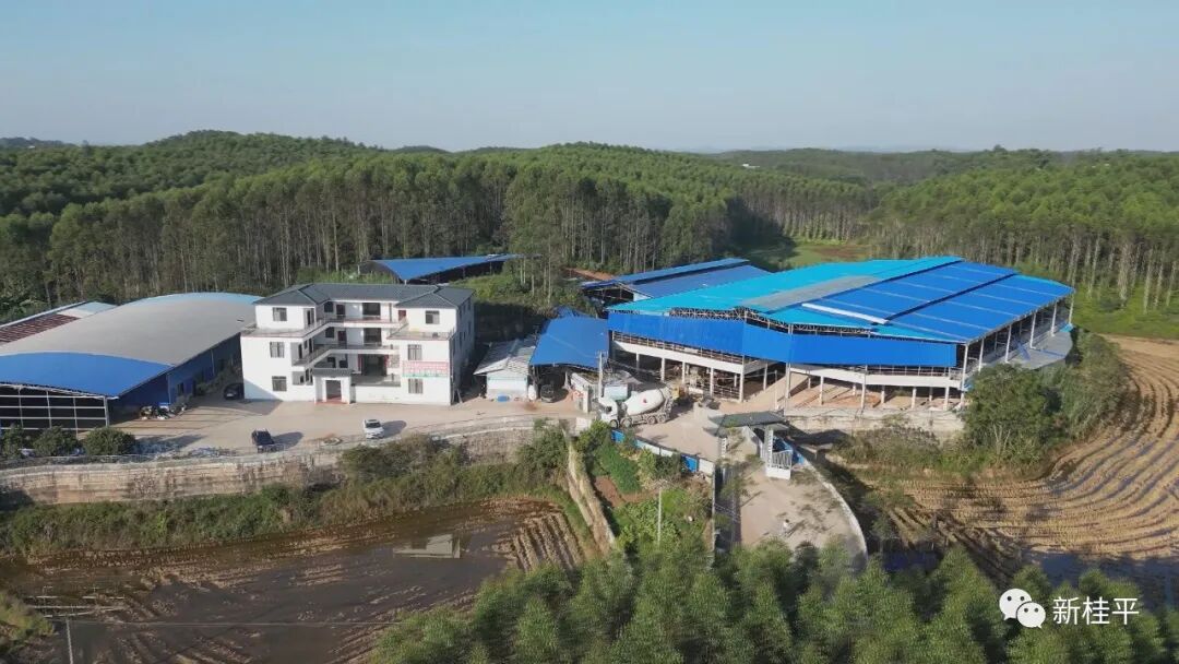 寻旺乡聚力打造产业链壮乡牛迈向致富路