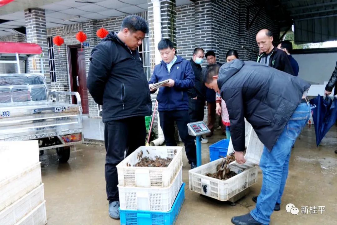炒虾尾的虾是什么虾_致富虾真的_致富经虾