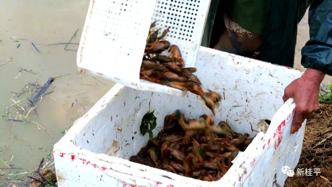 炒虾尾的虾是什么虾_致富经虾_致富虾真的
