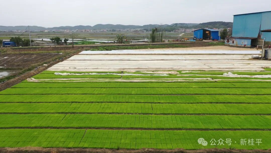 桂平:春耕加速度 农机显身手_贵港_广西壮族自治区农业农村厅