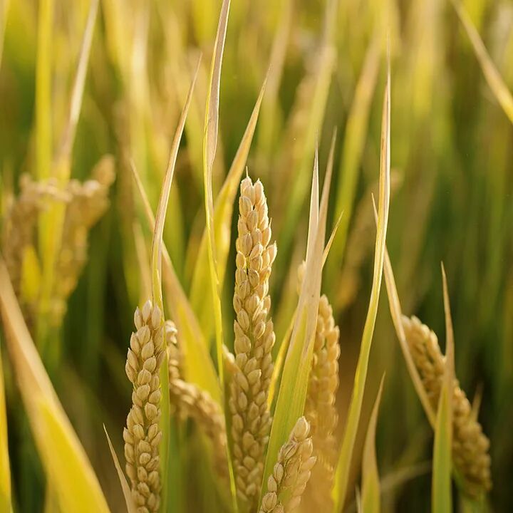 小说变现新途径：AI技术助力短视频内容创作