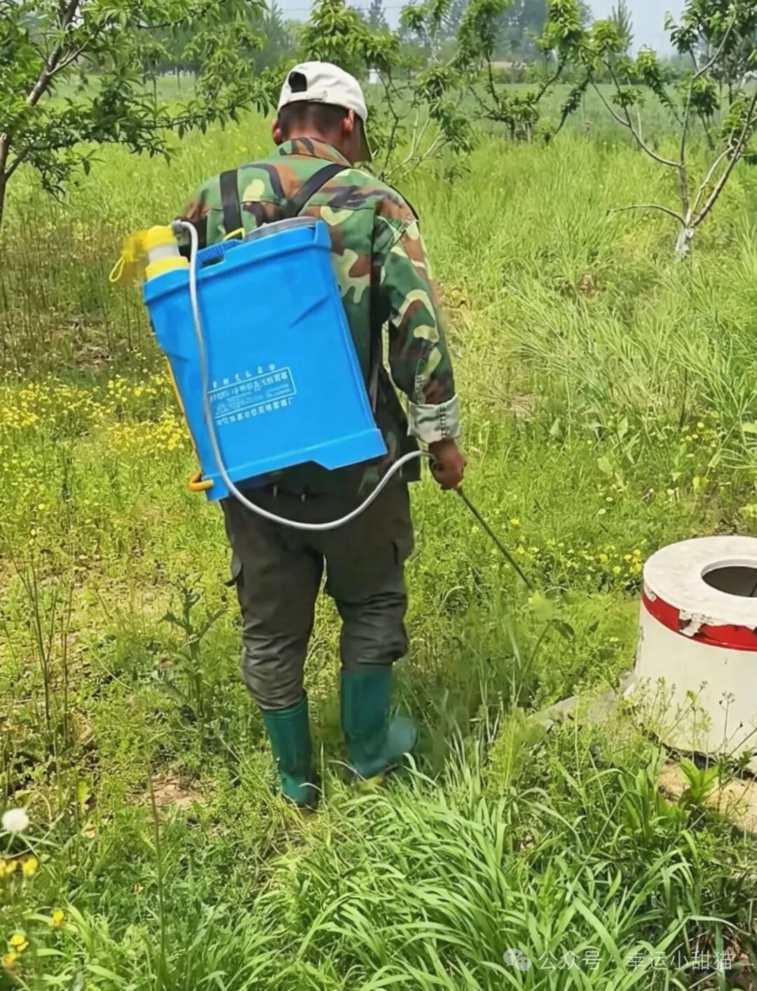 打除草剂不伤土壤的笨办法：加勺尿素，杂草带根全烂，庄稼长得旺！