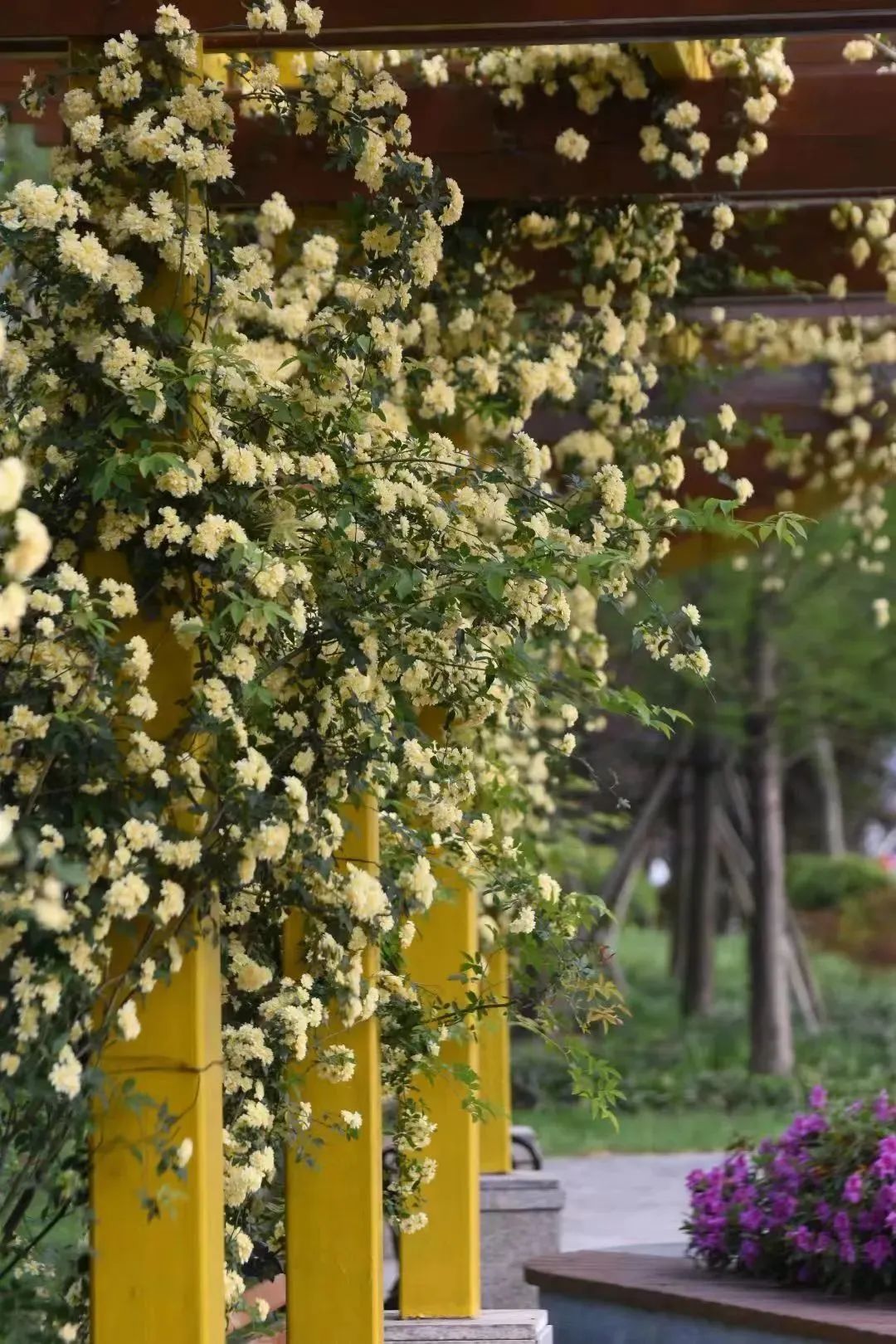 怎样给木香花搭架图片