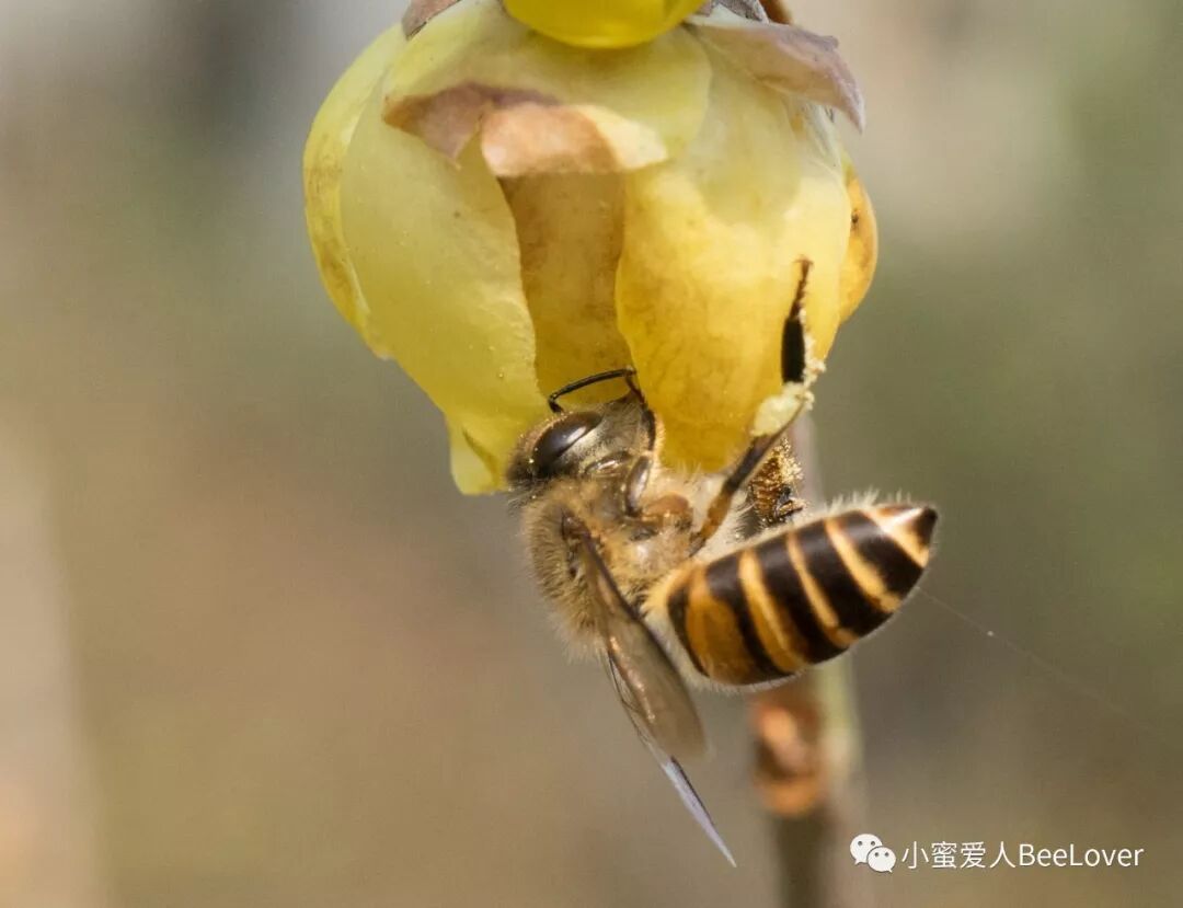 A Es I Se Sae Es Bee The Best