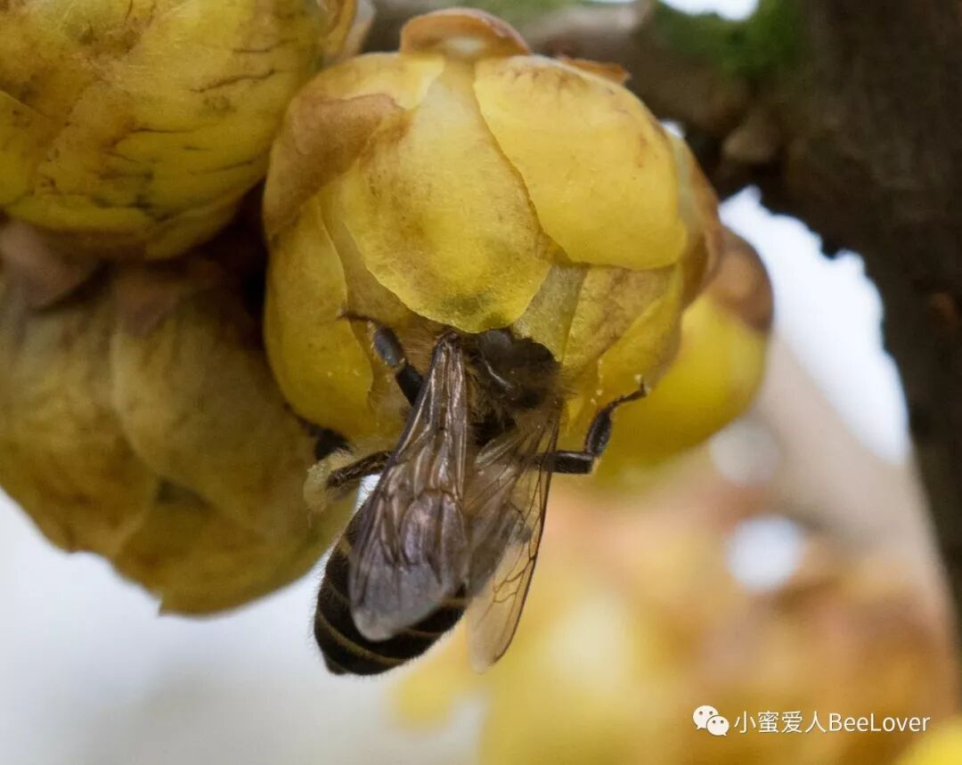 A Es I Se Sae Es Bee The Best