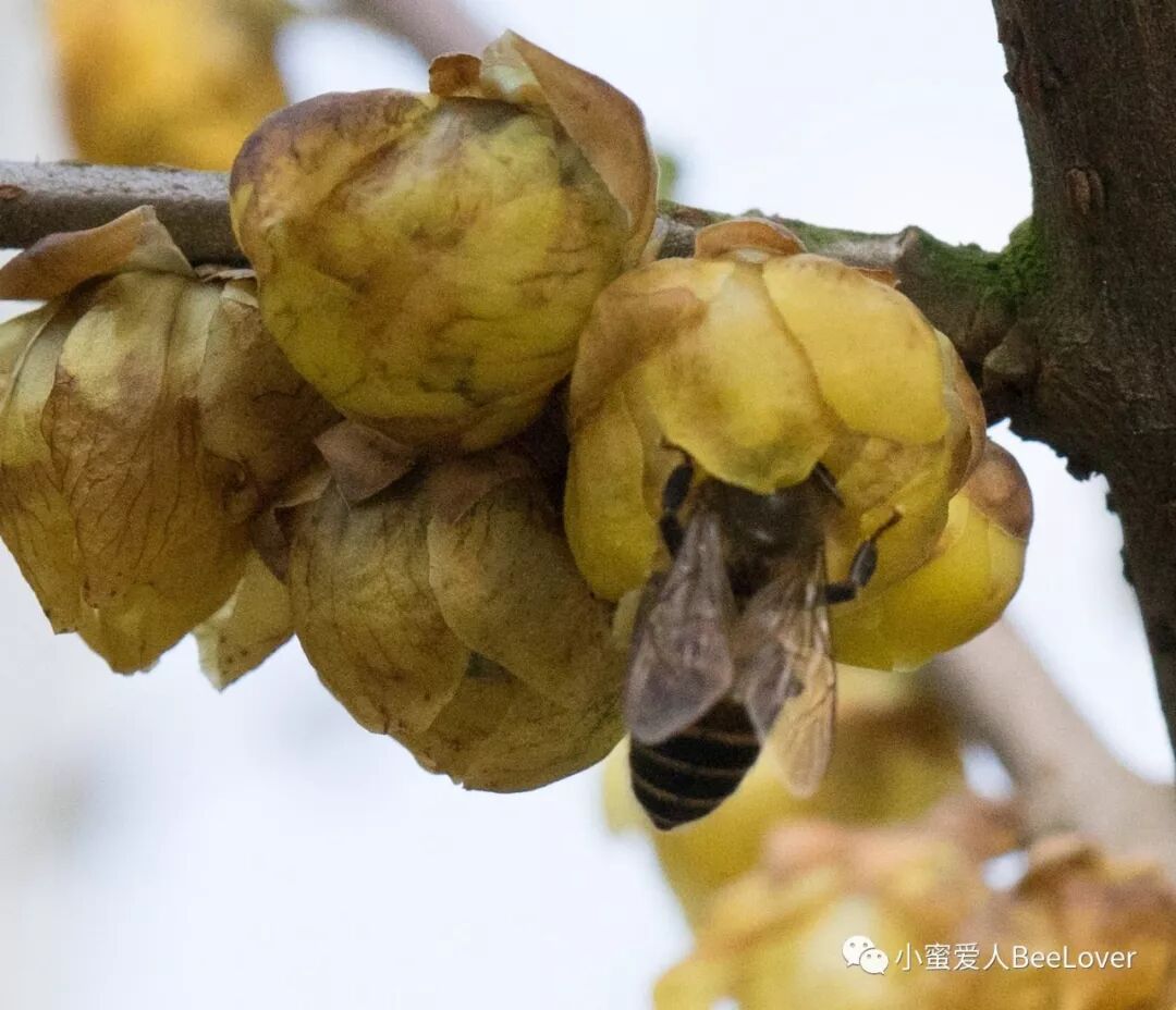 A Es I Se Sae Es Bee The Best