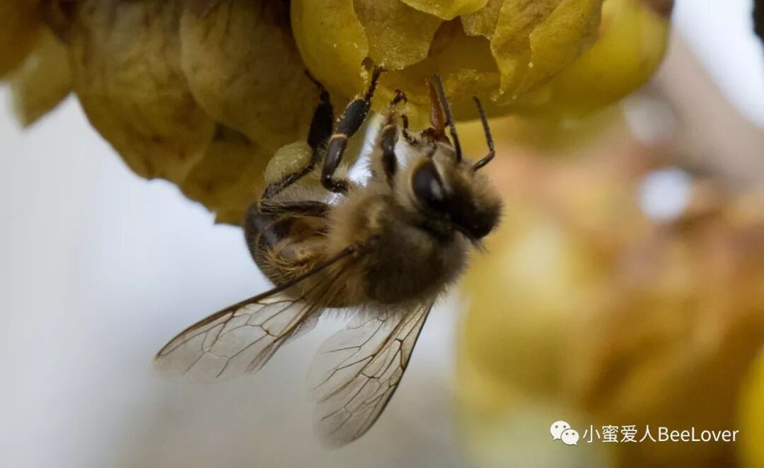 A Es I Se Sae Es Bee The Best