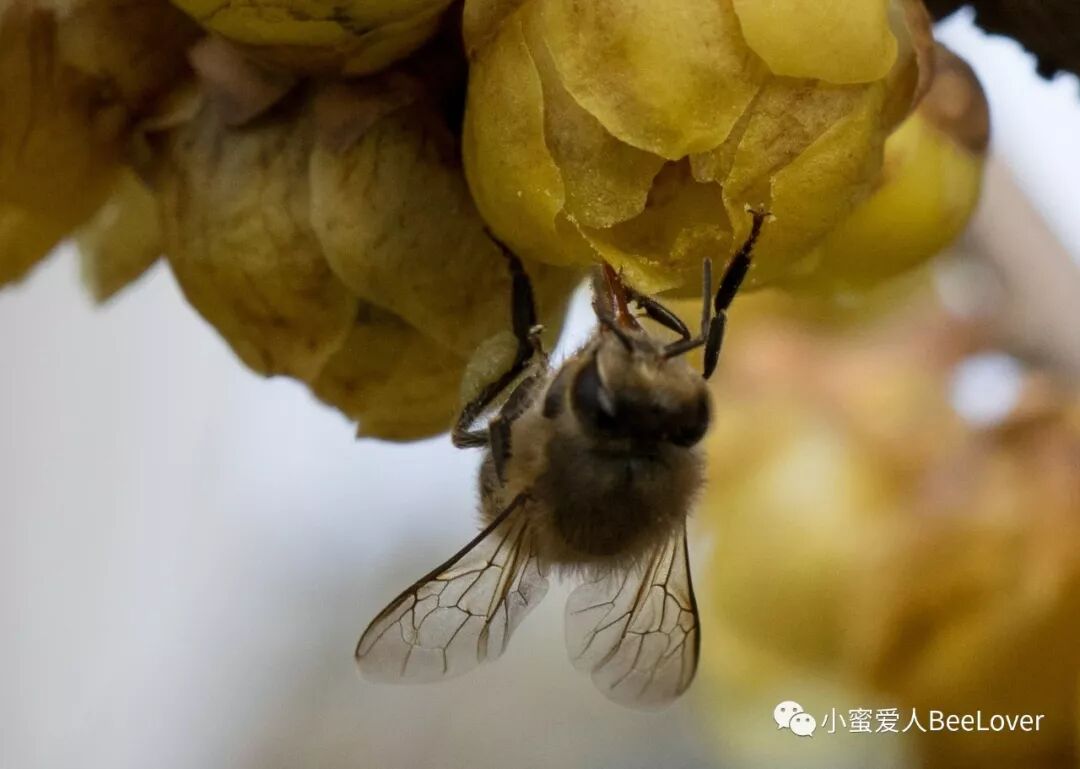 A Es I Se Sae Es Bee The Best