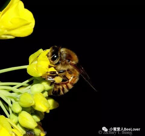 Aeœ A Zcs Ae Aes I ˆc E œes C C E I Bee The Best