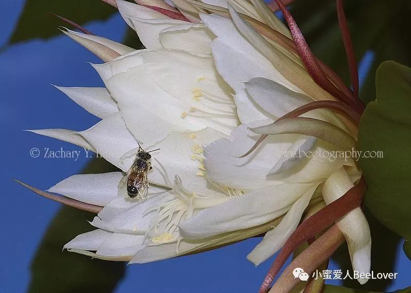 Queen Of The Night Bee The Best