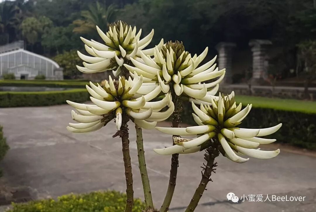 无刺蜂采象牙花