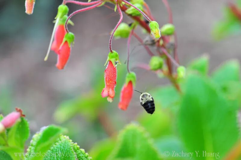 Aœ A A Eœœ Bee The Best