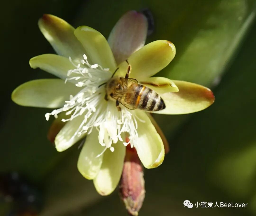 Eœ A A œeœœeœ Cs A E A A E I Bee The Best