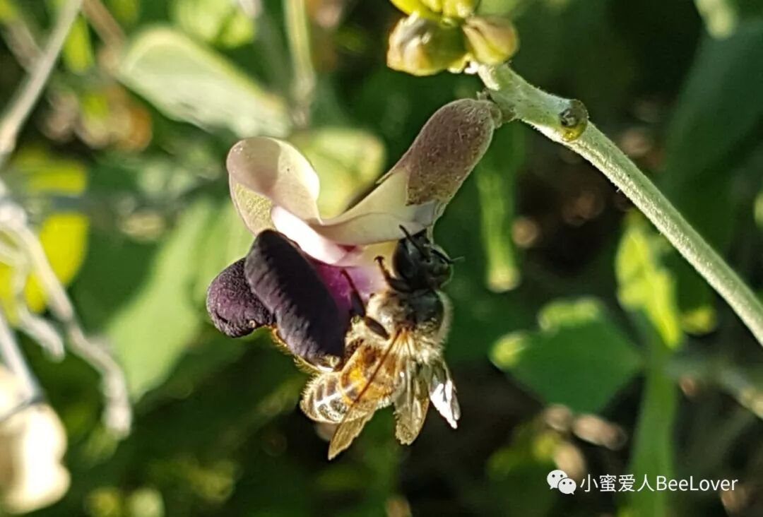 Eœ A A œeœœeœ Cs A E A A E I Bee The Best